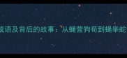 10个形容蝇的成语及背后的故事从蝇营狗苟到蝇举蛇行的千年智慧