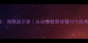 一只海豚的成语海豚启示录从动物智慧读懂10个经典成语的深层寓意