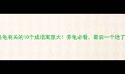 和乌龟有关的10个成语寓意大养龟必看最后一个绝了