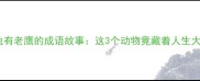 有鸡有虫有老鹰的成语故事这3个动物竟藏着人生大智慧