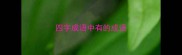 四字成语中有的成语