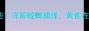 什么蛀什么咬的成语有哪些详解螳螂捕蝉黄雀在后的深层寓意与使用场景