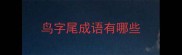 鸟字尾成语有哪些
