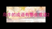 鸟牛的成语有哪些成语
