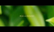 木头人心石的成语