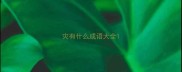 灾有什么成语大全